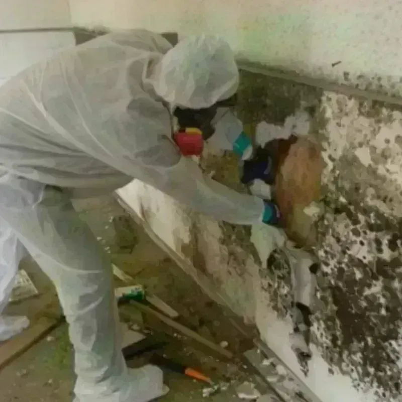 Mold Remediation and Removal in Wood-Lynne, NJ